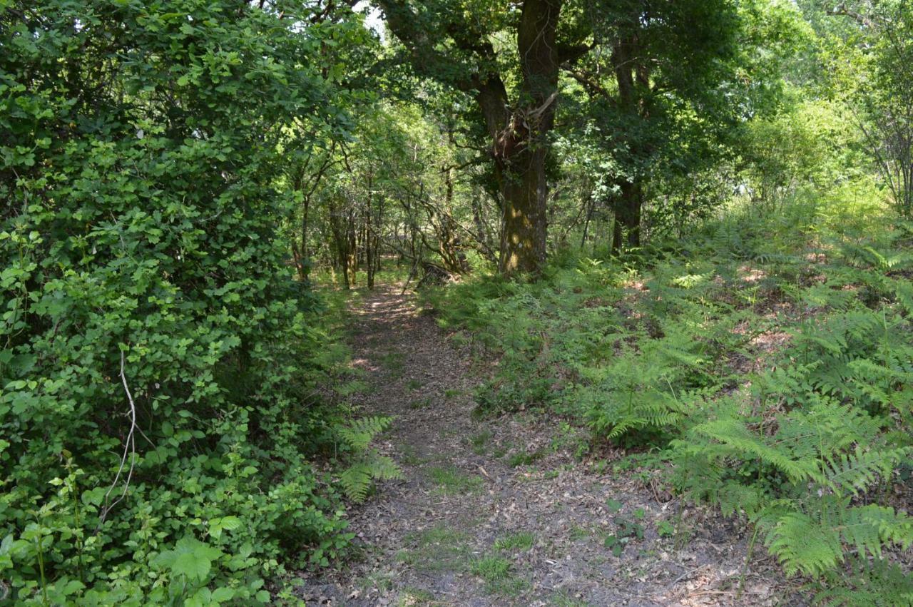 Cabane En Foret Onesse-et-Laharie Zewnętrze zdjęcie